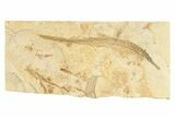 Fossil Pipefish (Hipposyngnathus) - California #274979-1